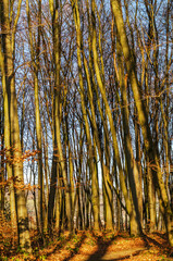 Golden sunlight filters through a dense forest of tall, bare trees in late autumn