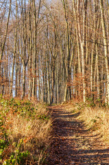 A winding forest path covered in fallen leaves leads through tall, bare trees in autumn