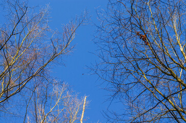 Looking up through bare tree branches against a clear blue sky in autumn