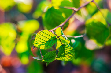 Sunlight filtering through vibrant green leaves on a branch, creating a soft bokeh effect