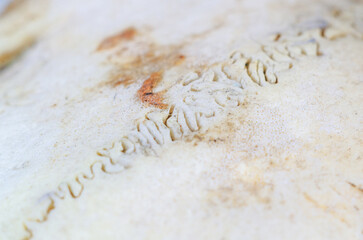 Close-up macro view of a weathered, textured bone surface with intricate patterns and organic details