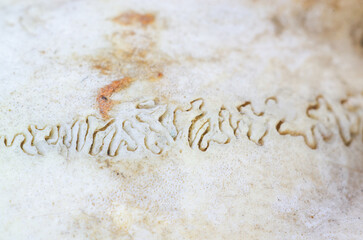 Close-up macro view of intricate suture lines on a weathered bone surface