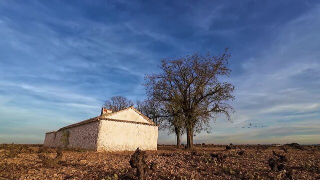 BANDADA DE GRULLAS VOLANDO
