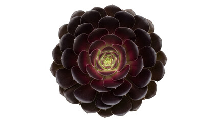 Aeonium arboreum black rose succulent isolated