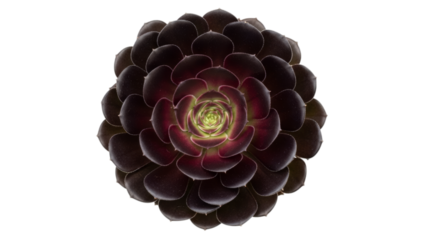 Aeonium arboreum black rose succulent isolated