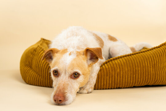 Adorable Jack Russell mix relaxing in a warm dog bed