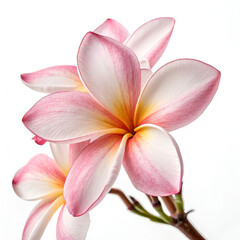 Fototapeta premium Delicate frangipani flower with soft white petals and yellow center.