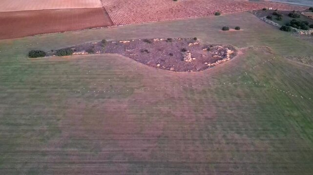 BANDADA DE GRULLAS VOLANDO AL ATARDECER