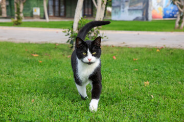 black and white cat on green grass