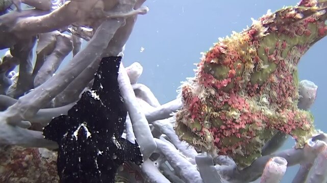 Observe a remarkable Giant Frogfish blending seamlessly with coral. This master of disguise was spotted near Sipadan Island, Indonesia. A true spectacle of underwater camouflage.