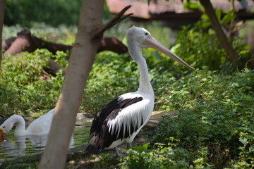 Profile of an Australian Pelican