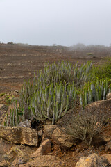 Wild cacti on a plateau near Mount Roque del Conde. Tenerife, Canary Islands.