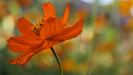 orange flower on a green background