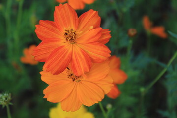 orange flower on a green background