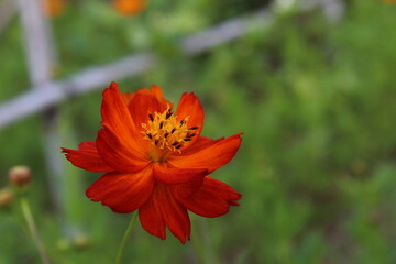 maple leaf in autumn