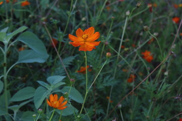 poppy flowers in the field