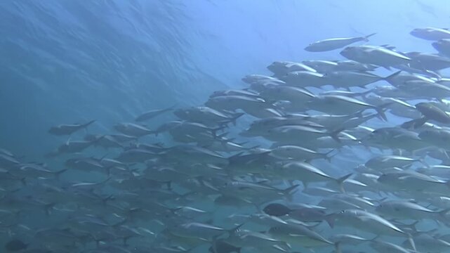 Experience the mesmerizing underwater world of Sipadan Island. Watch as a large school of jackfish swims together in the clear blue waters off the coast of Indonesia.