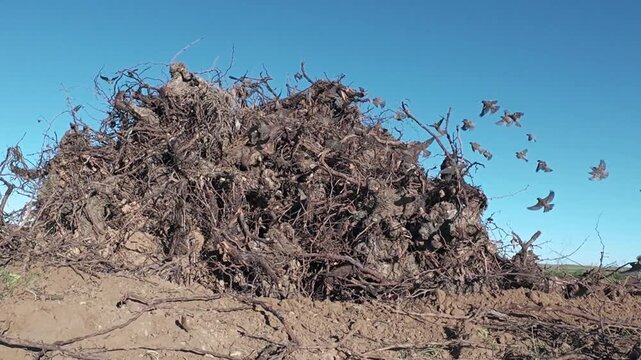 BANDADA DE GORRIONES