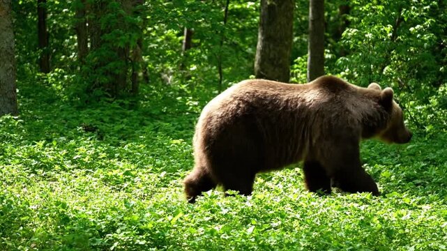 Bear in forest sunlight