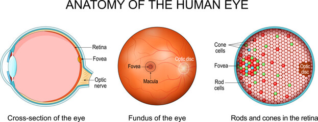 Human eye anatomy. Cells of Retina and Fundus of the eye