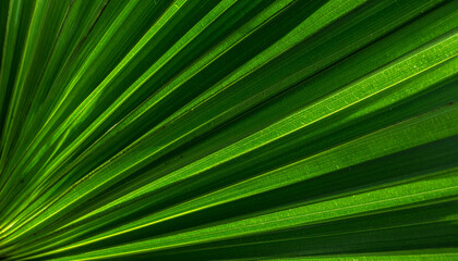 Close up of palm leaf segment with repeating ribbed pattern, vibrant green color, and dramatic side lighting, creating natural abstract texture and fresh tropical mood