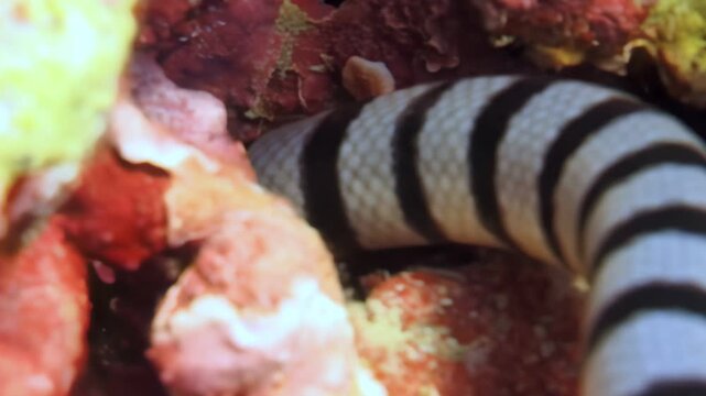 Banded sea krait slowly moves through coral reef, searching for food during daytime. Vibrant coral creates colorful backdrop. These creatures are often spotted near coasts of Southeast Asia.