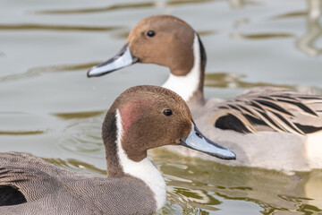 水面を並んで泳ぐオナガガモのオスの頭部クローズアップ
