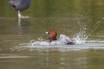 激しく水しぶきを上げて水浴びをするホシハジロのオス