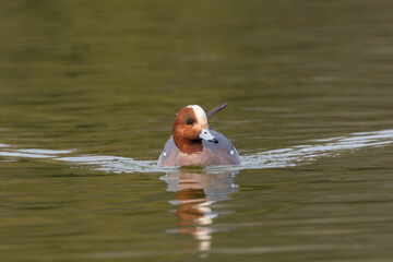 正面を向いて水面をこちらへ泳いでくるヒドリガモのオス