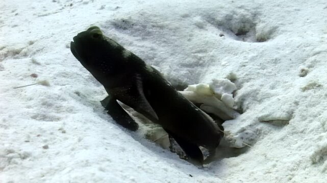 A mudskipper rests within its burrow on the sandy shores during the day. The goby eyes the camera, showing its adaptability to both water and land environments in Southeast Asia.