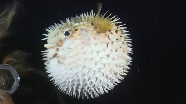 An inflated pufferfish, covered in spines, drifts within the inky depths. The elusive creature swims in the twilight ocean, showcasing its unique defenses.