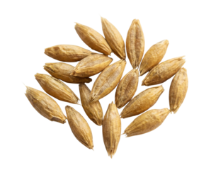 A small pile of golden-brown barley grains. The unhulled kernels have a textured husk and a pointed shape, ready for malting or processing.