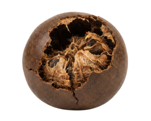 A dried Luo Han Guo, or monk fruit, with a cracked shell revealing its fibrous, sweet pulp.