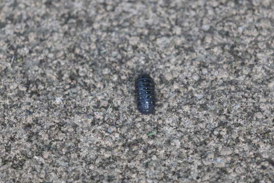 まんまるダンゴ虫