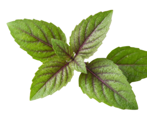 A fresh sprig of green and purple basil, covered in shimmering water droplets. The vibrant leaves have detailed texture and veins.