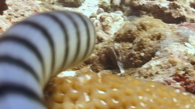 Observe banded sea krait gracefully navigating coral reef. This venomous snake, with its distinctive black and white stripes, searches for its next meal among vibrant marine life of Coral Triangle.