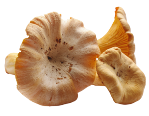 A cluster of wild chanterelle mushrooms, highlighting their funnel-shaped caps, wavy edges, and forked, gill-like ridges.