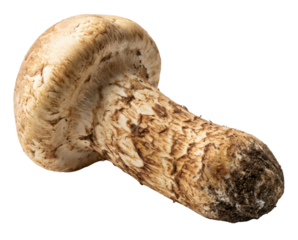 A single Matsutake mushroom with a thick, scaly stem and a rounded, beige cap. The surface is textured, and its dark base suggests recent harvesting.