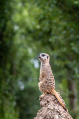 Meerkat standing alert on earthen mound with green woodland background