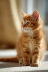 Obraz premium Calm orange kitten in a minimalist scene, warm tones and soft shadows