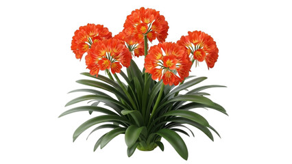 Clivia miniata bush lily with orange flowers isolated