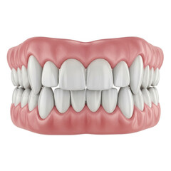 Fototapeta premium Dental model, isolated on transparent background