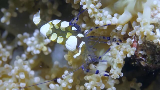 A delicate Harlequin Shrimp, distinct with white spots and blue legs, seeks refuge within a bubble tip anemone. Filmed at Lembeh Strait, Indonesia, this underwater marvel captivates.