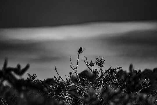 pajaro
