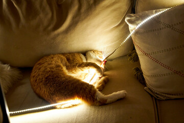 Cute ginger cat playing with glowing LED string lights while lying on a cozy sofa at home. Funny domestic pet moment, warm holiday atmosphere, curiosity, playfulness and winter home comfort
