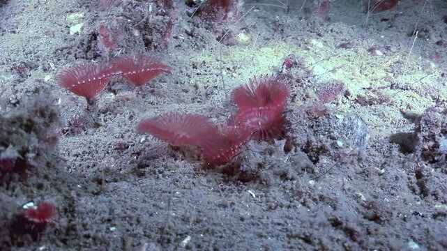 Serpula Vermicularis, also known as Red Tube Worms, display their beautiful red plumes on the ocean floor. The delicate feather-like structures wave in the water, filtering for food in their habitat.