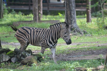 Plains Zebra Walking in a Natural Habitat