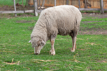 Fototapeta premium White Sheep Grazing On Green Grass At Rural Farm