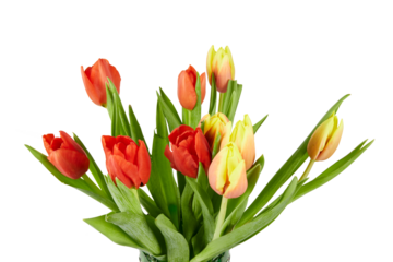 bouquet of red and yellow tulips isolated on white or transparent png