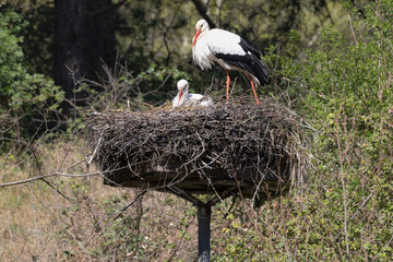 Family white stork in a nest